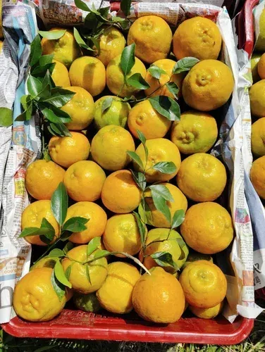 Fresh Orange Fruit